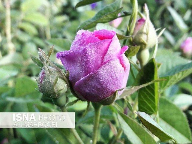 کاشان مقصد گل های لرستان کاشان مقصد گل های لرستان