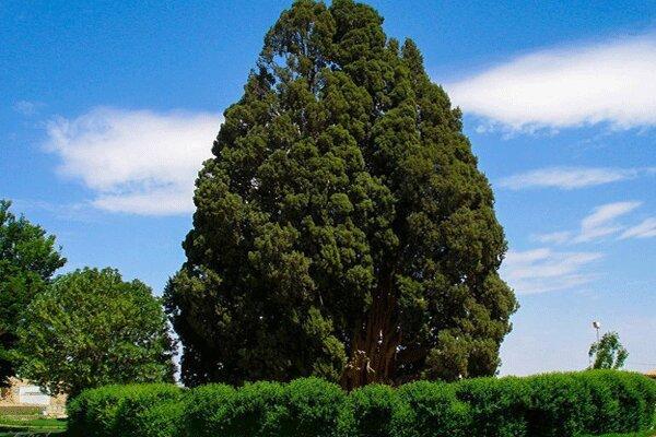 پهلوانان در سراسر کشور سرو ایرانی می کارند