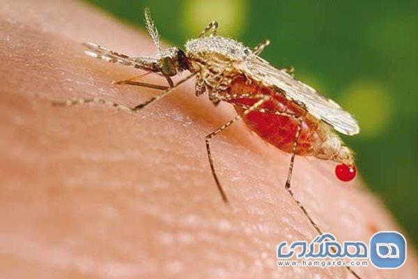 آیا پشه ها ویروس کرونا را منتقل می کنند؟