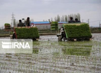 خبرنگاران نخستین نشاء مکانیزه برنج در مازندران انجام شد