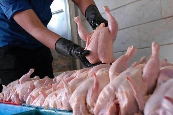 فروش مرغ با قیمت بالاتر از نرخ مصوب ادامه دارد ، هر کیلو فروش مرغ با قیمت بالاتر از نرخ مصوب ادامه دارد ، هر کیلو مرغ چند شد؟