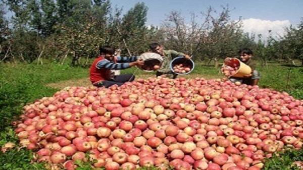 سالانه 74 هزار تن سیب در لرستان برداشت می شود سالانه 74 هزار تن سیب در لرستان برداشت می گردد