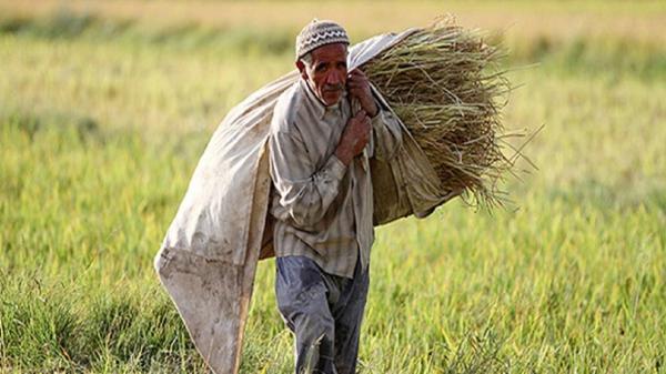 کشاورزان در طرح جهش فراوری در دیم زار ها بیمه می شوند