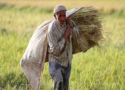 کشاورزان در طرح جهش فراوری در دیم زار ها بیمه می شوند