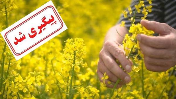 ماجرای پرداخت نشدن مطالبات کلزاکاران پیگیری شد