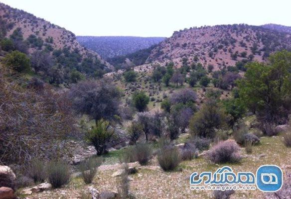 جنگل چاتیز یکی از جاذبه های گردشگری استان فارس به شمار می جنگل چاتیز یکی از جاذبه های گردشگری استان فارس به شمار می رود