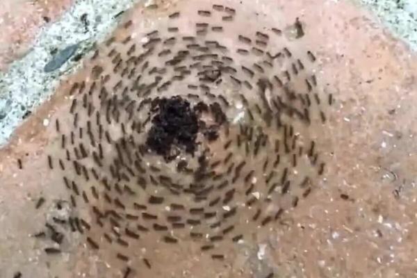 خودکشی مورچه ها در دایره بی سرانجام!